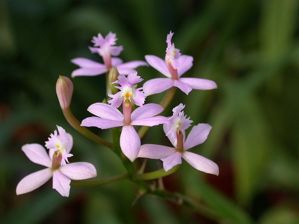 Epidendrum ibaguense (Reed Orchid) (alternate view 4)