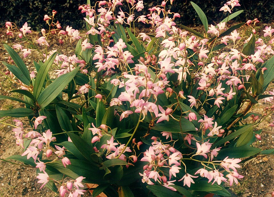 Dendrobium kingianum (pink rock orchid) (alternate view 6)