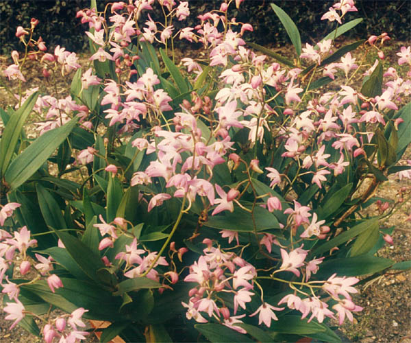 Dendrobium kingianum (pink rock orchid) (alternate view 7)