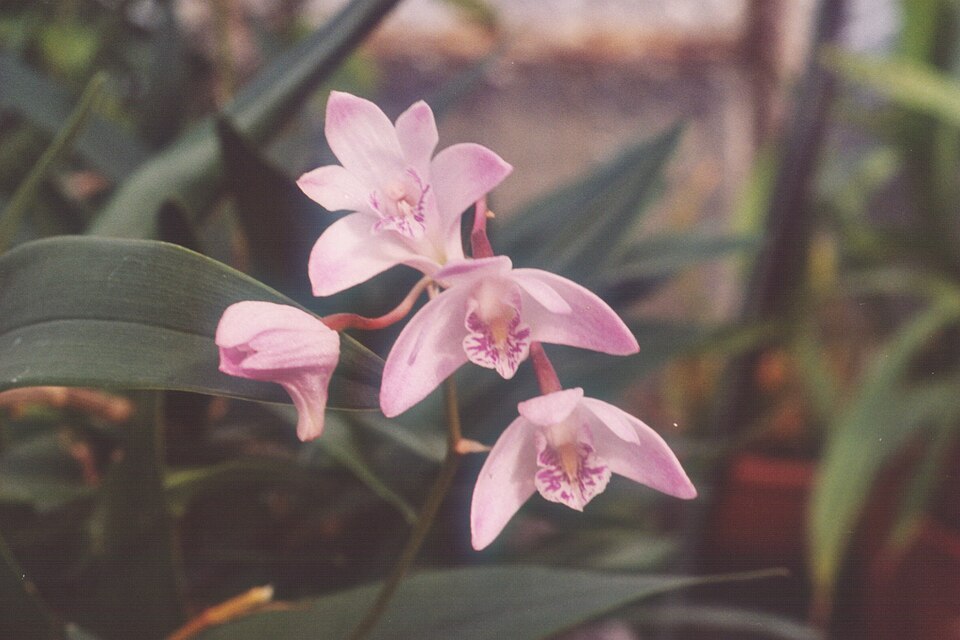 Dendrobium kingianum (pink rock orchid) (alternate view 8)