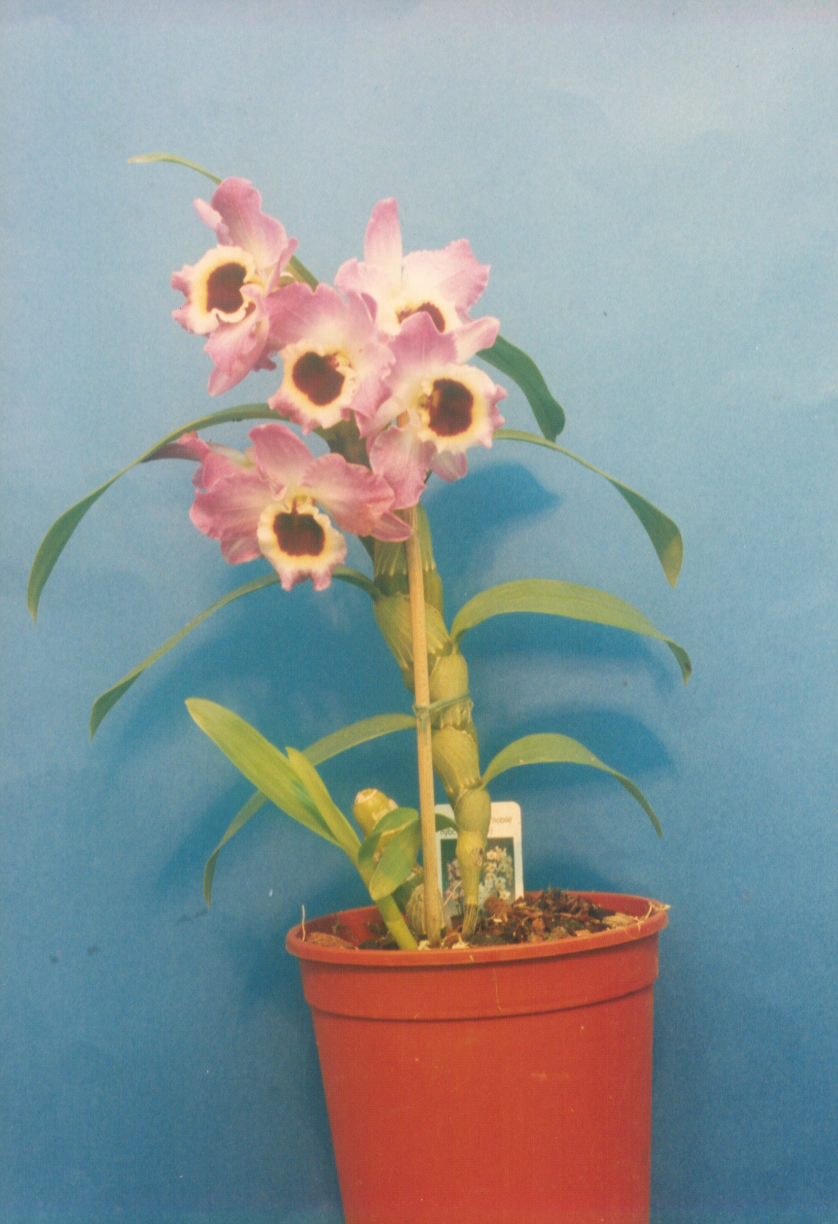Dendrobium nobile, Noble dendrobium — clumping (Orchidaceae) (image 8 of 10)
