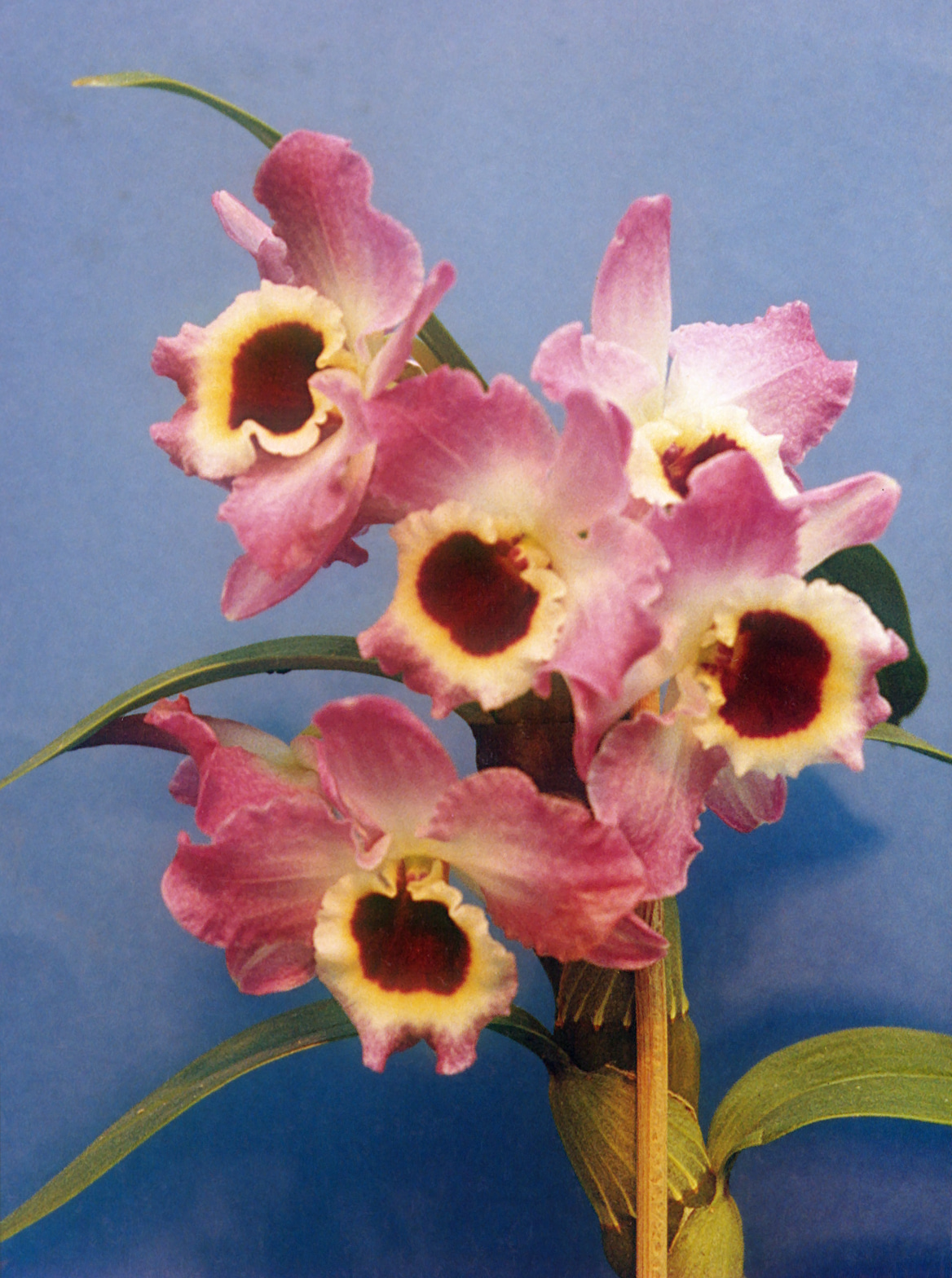 Dendrobium nobile, Noble dendrobium — clumping (Orchidaceae) (image 9 of 10)