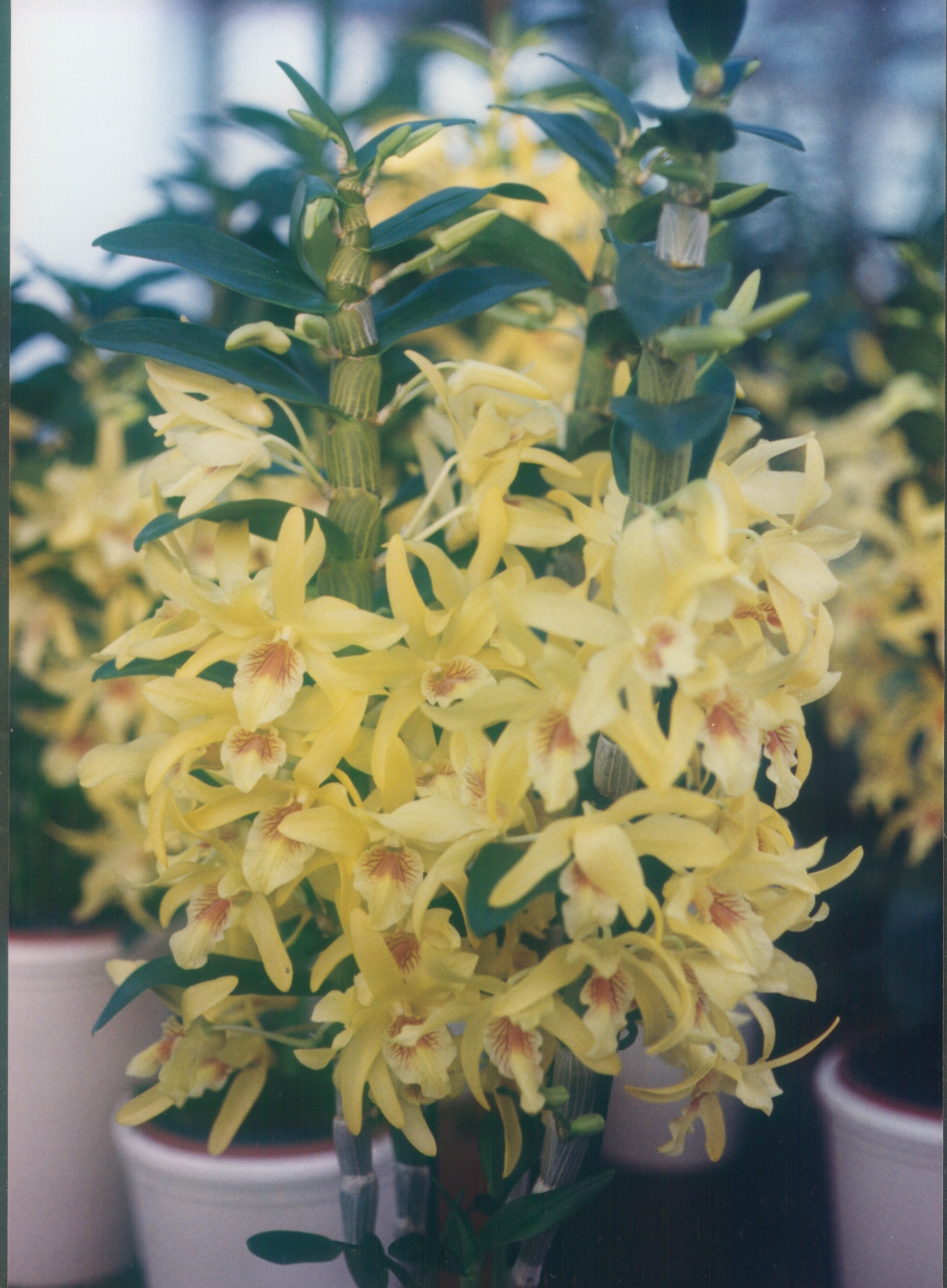 Dendrobium nobile, Noble dendrobium — clumping (Orchidaceae) (image 10 of 10)