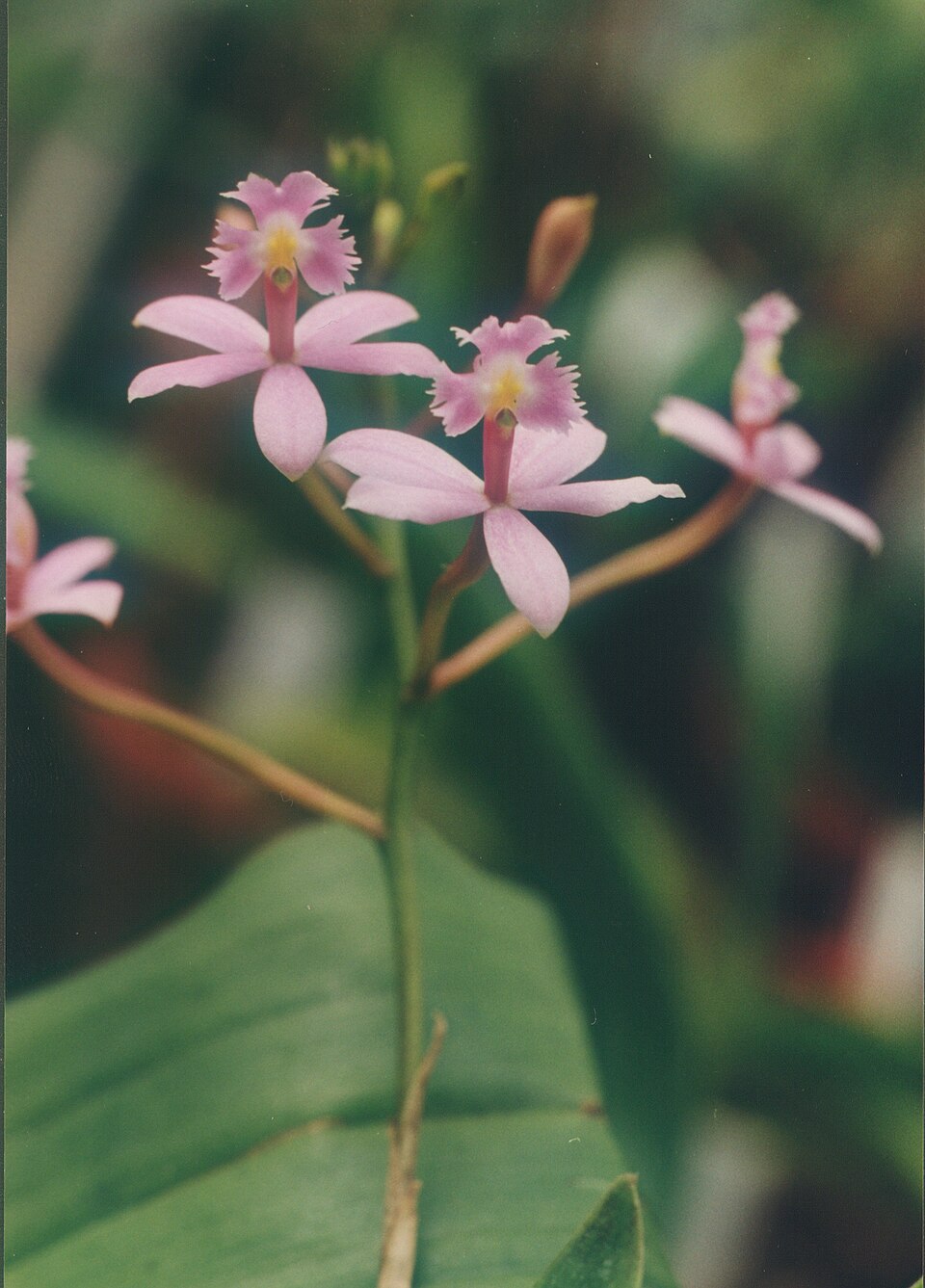 Epidendrum ibaguense (Reed Orchid) (alternate view 5)