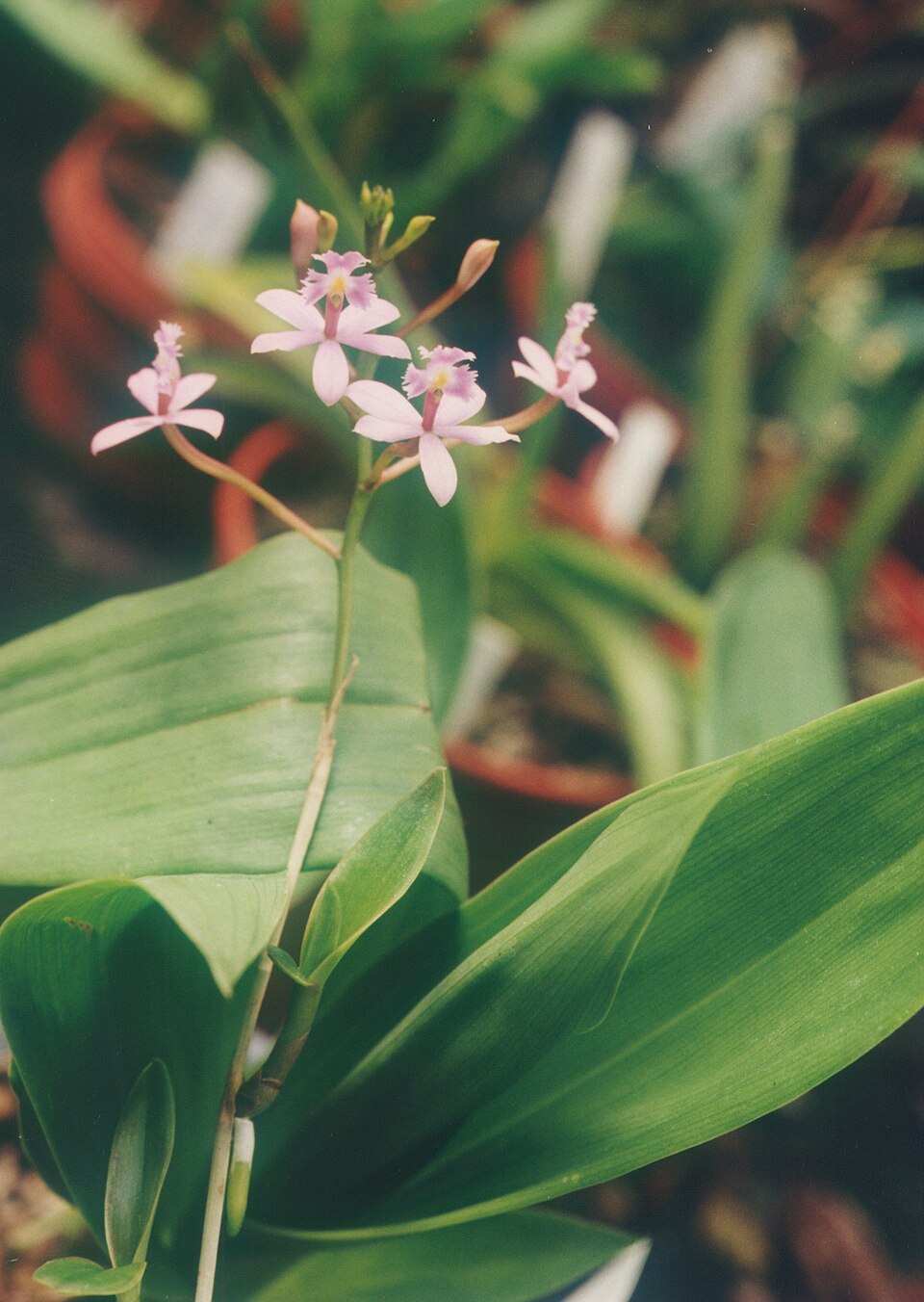 Epidendrum ibaguense (Reed Orchid) (alternate view 6)