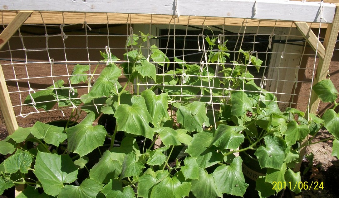 Cucumis sativus, Cucumber — climbing deciduous (Cucurbitaceae) (image 3 of 9)