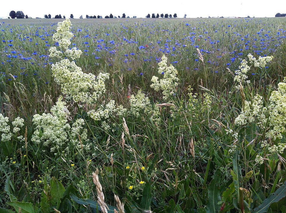 Galium album (white bedstraw)