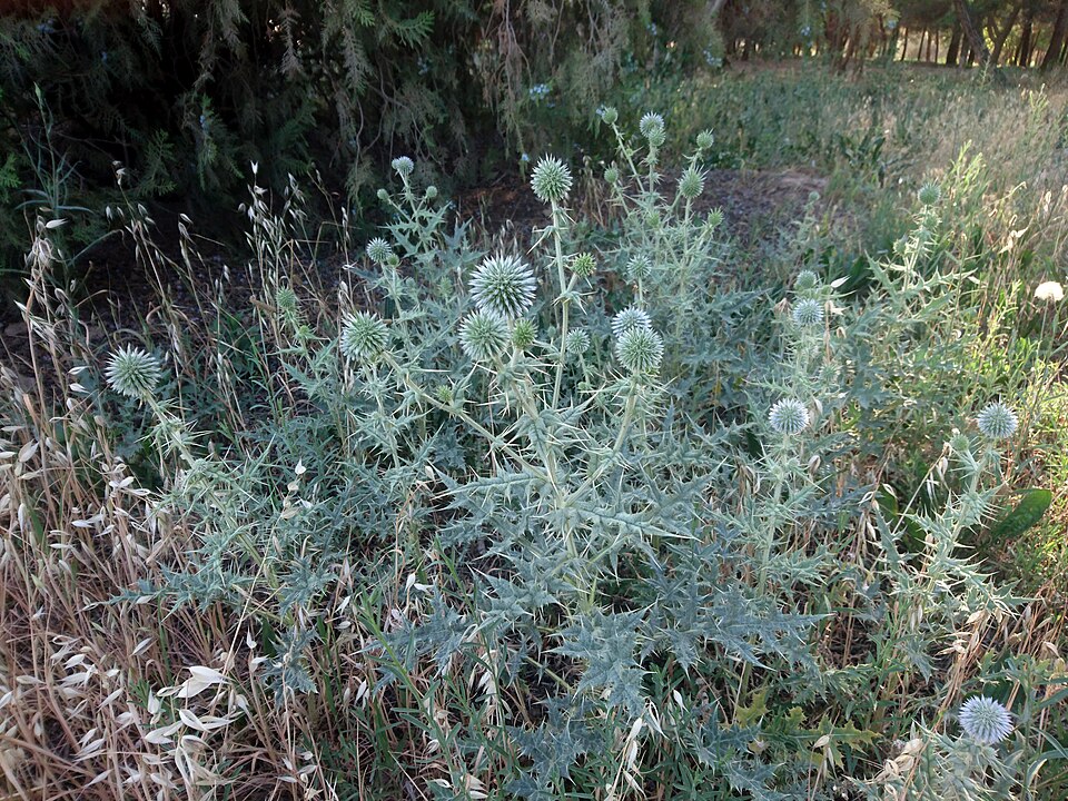Echinops (Globe thistles) (alternate view 2)