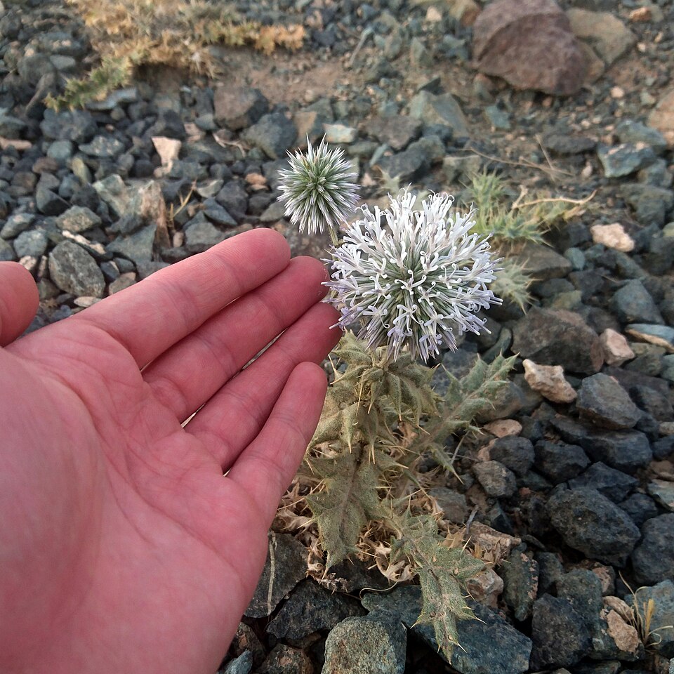 Echinops (Globe thistles) (alternate view 3)