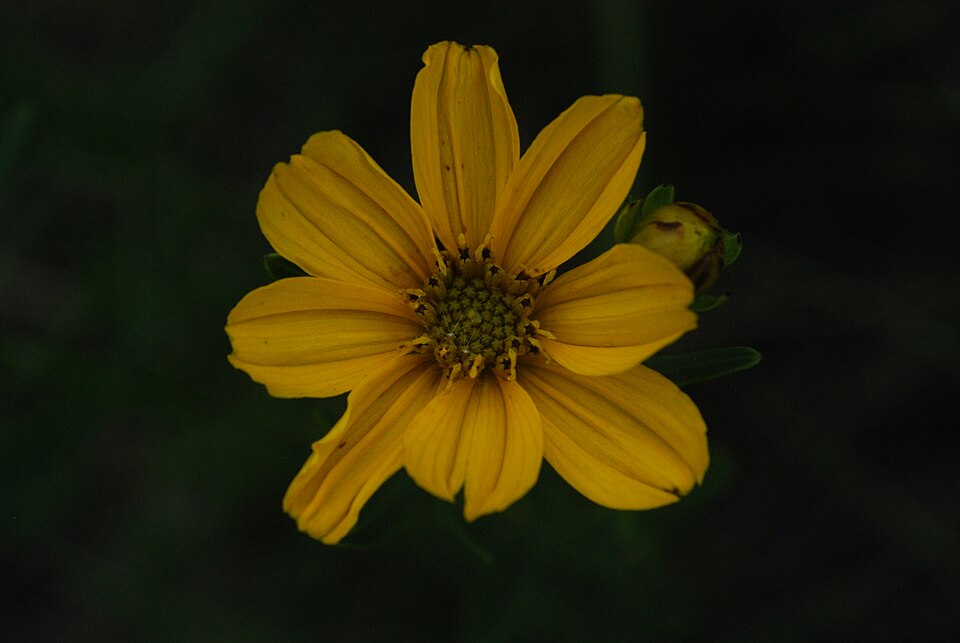Coreopsis palmata (Stiff Tickseed) (alternate view 7)