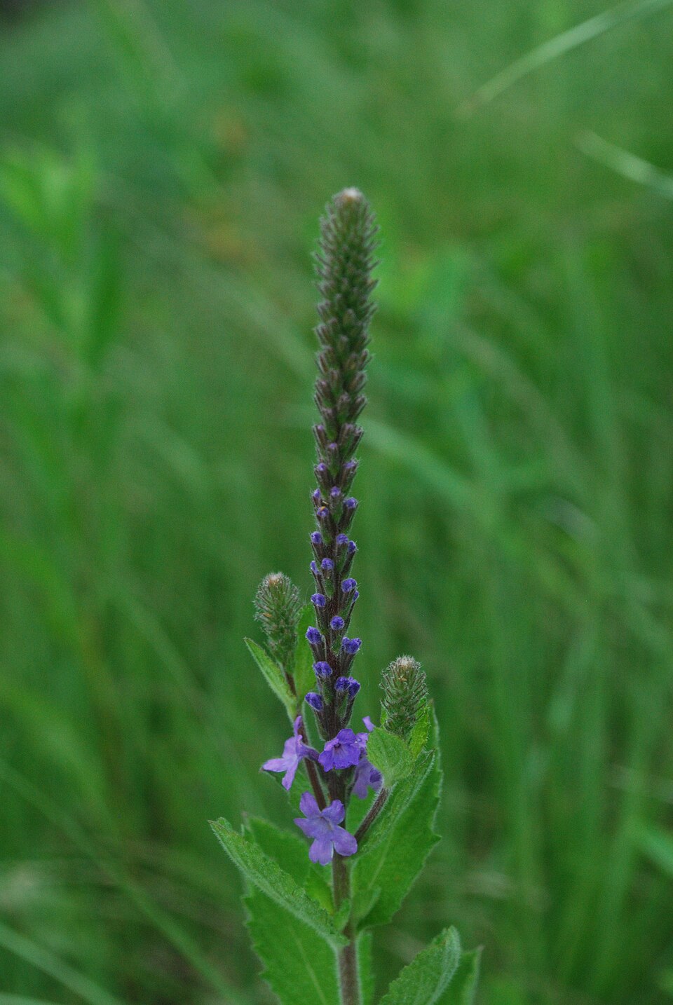 Verbena stricta (hoary vervain) (alternate view 7)