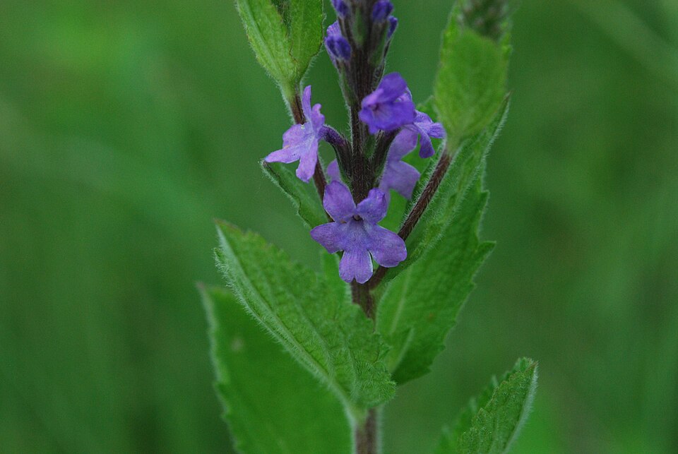 Verbena stricta (hoary vervain) (alternate view 8)
