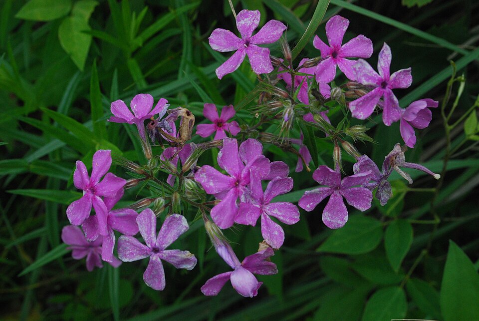 Phlox pilosa (prairie phlox) (alternate view 10)