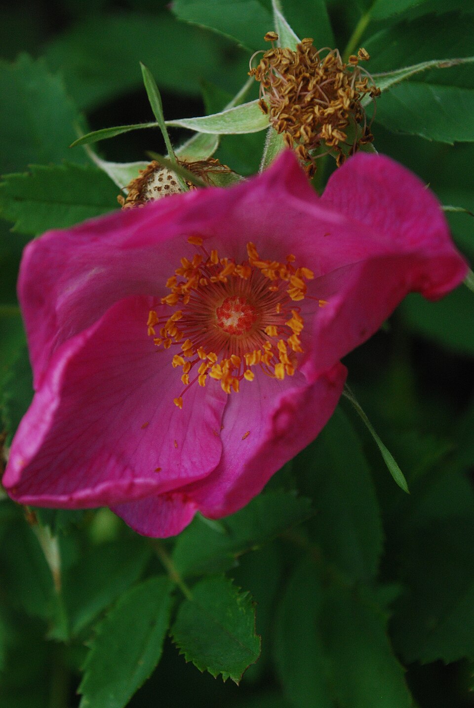 Rosa arkansana (prairie rose) (alternate view 7)
