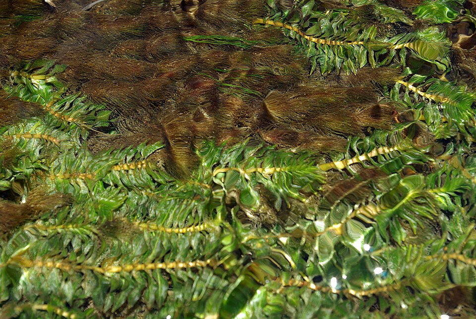 Myriophyllum spicatum (Eurasian watermilfoil) (alternate view 10)
