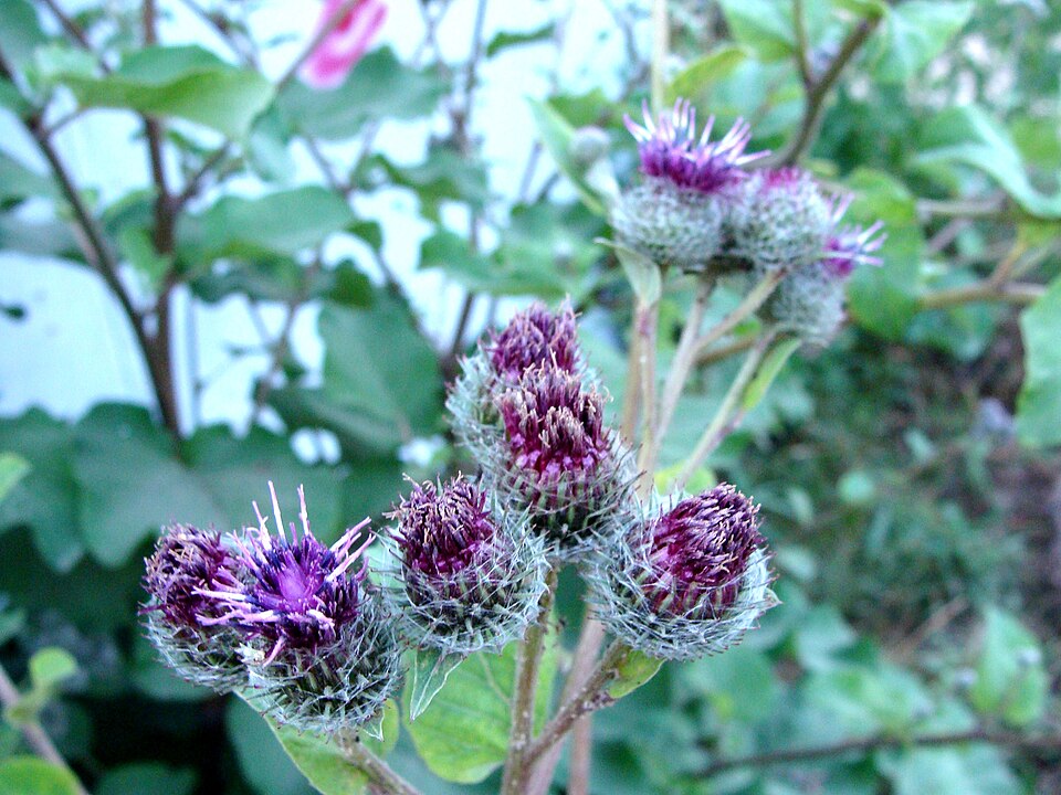 Arctium tomentosum (Woolly Burdock)