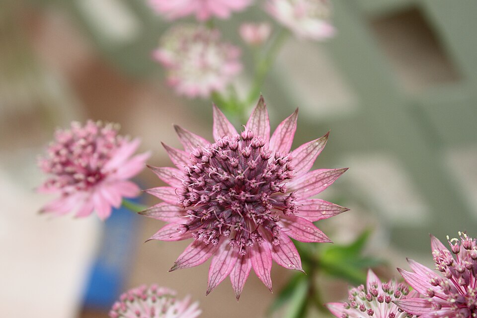 Astrantia major 'Rubra' (Rubra Masterwort)