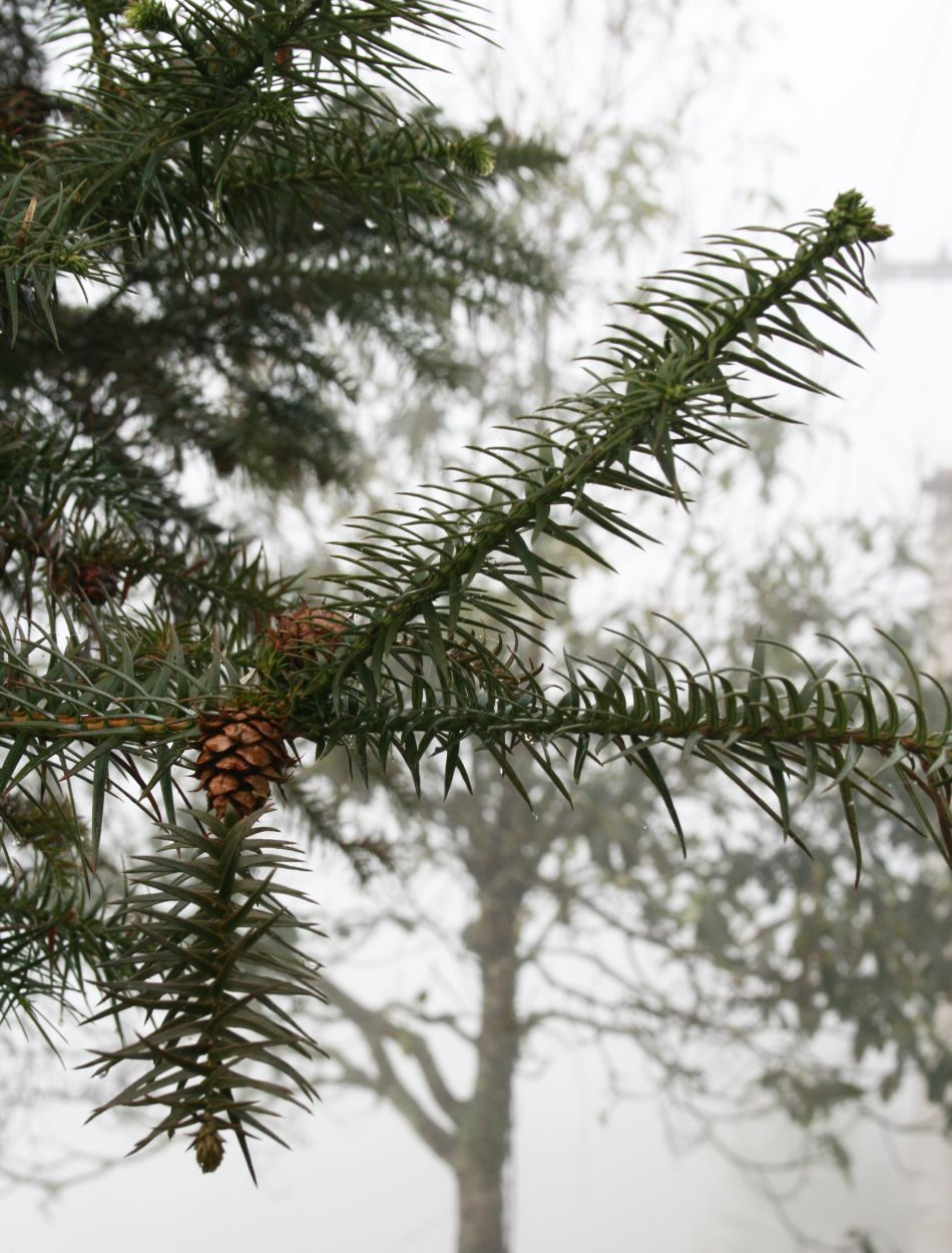 Cunninghamia lanceolata (China Fir) (alternate view 9)