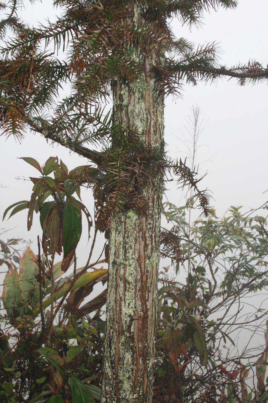 Cunninghamia lanceolata (China Fir) (alternate view 10)