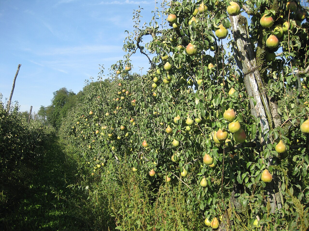 Pyrus communis, Common pear — upright deciduous (Rosaceae) (image 6 of 6)