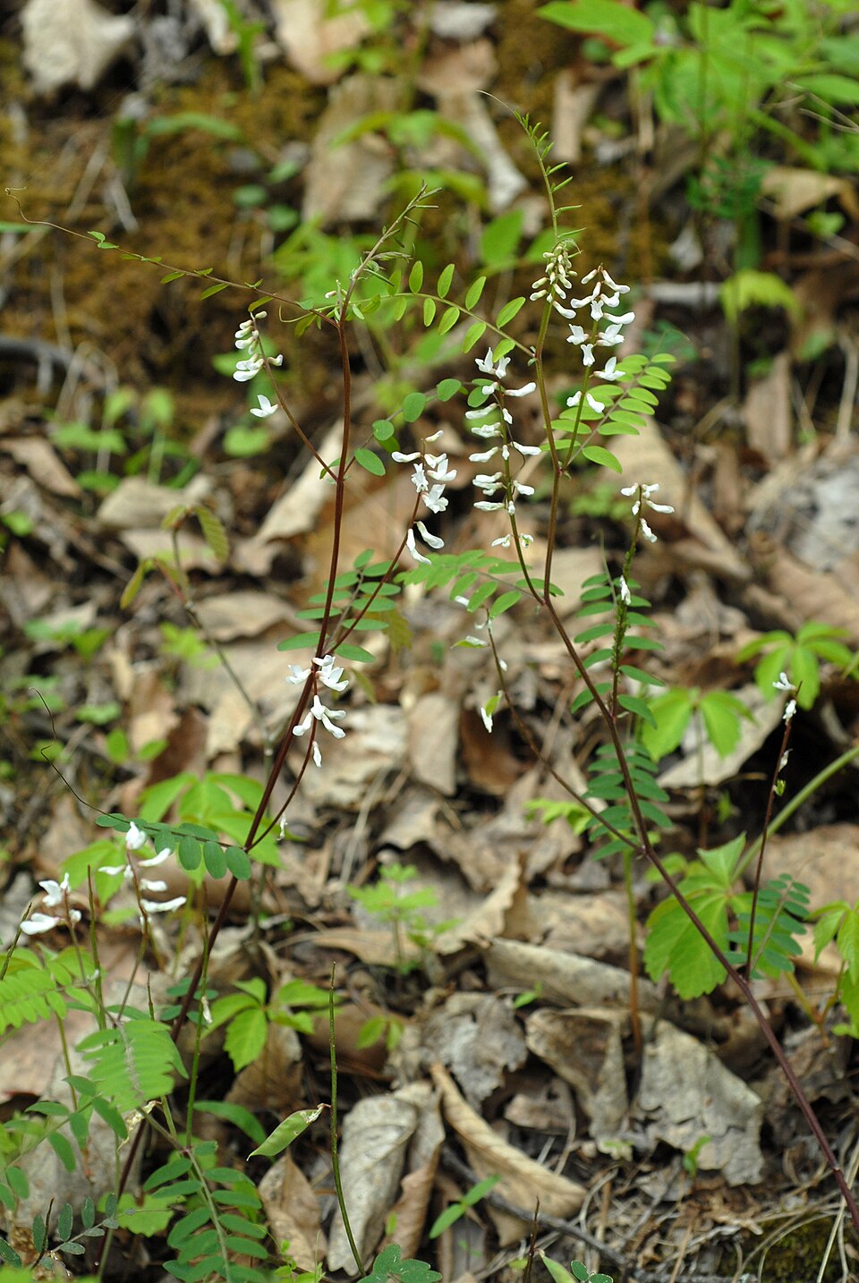 Vicia caroliniana (Carolina Vetch) (alternate view 8)