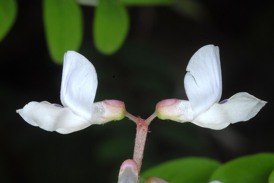 Vicia caroliniana (Carolina Vetch) (alternate view 9)