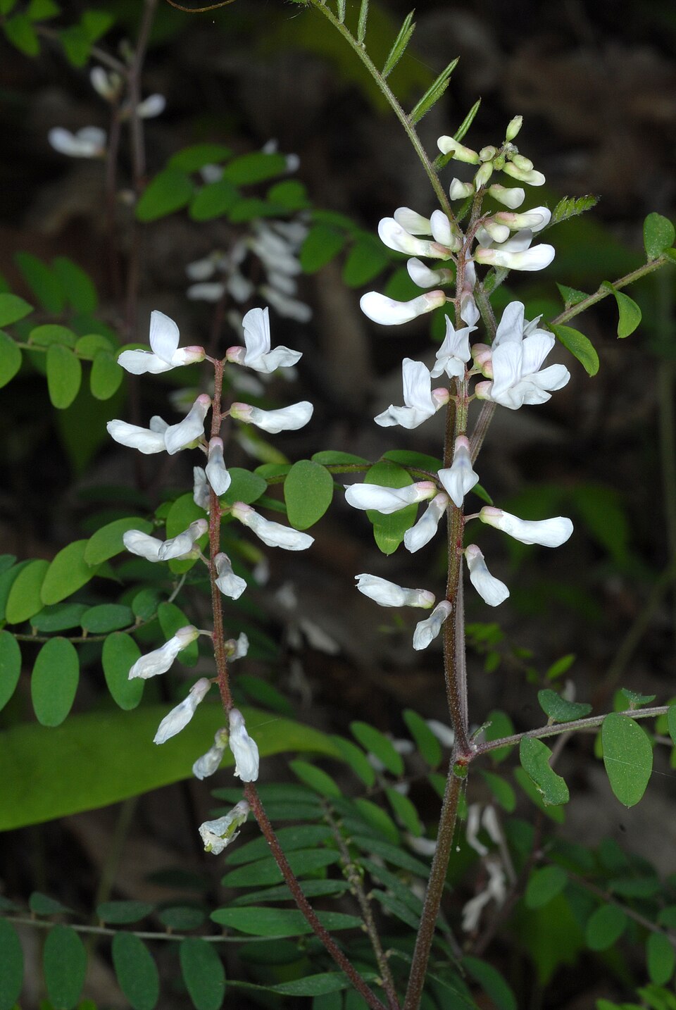 Vicia caroliniana (Carolina Vetch) (alternate view 10)
