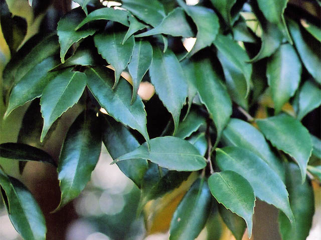 Castanopsis cuspidata (Japanese Chinquapin) (alternate view 6)