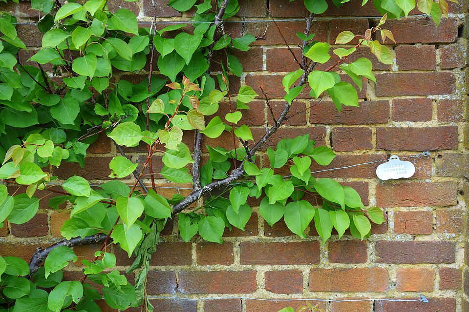Prunus armeniaca 'Moorpark' (Moorpark Apricot) (alternate view 2)