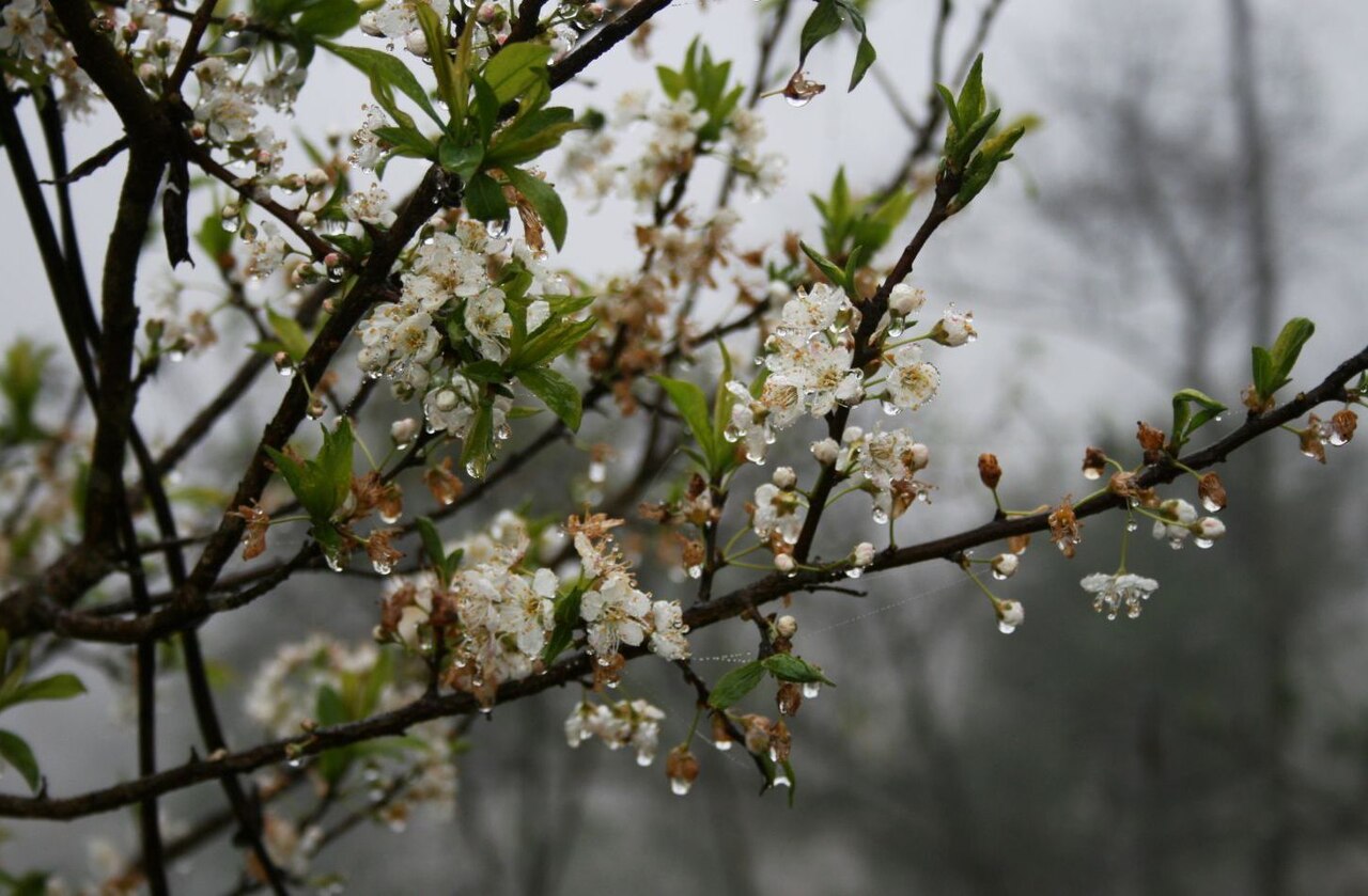 Prunus salicina, Chinese plum — spreading deciduous (Rosaceae) (image 10 of 10)