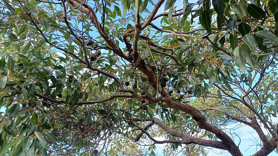 Corymbia (Bloodgums)