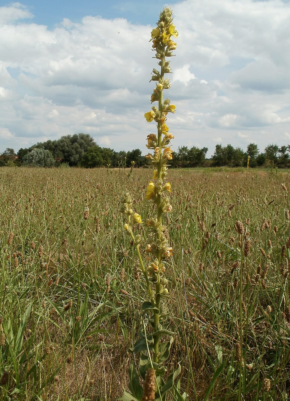 Verbascum thapsus (common mullein) (alternate view 6)