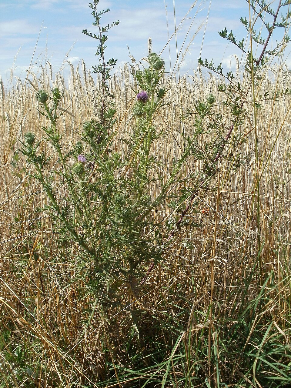 Cirsium vulgare (bull thistle) (alternate view 6)