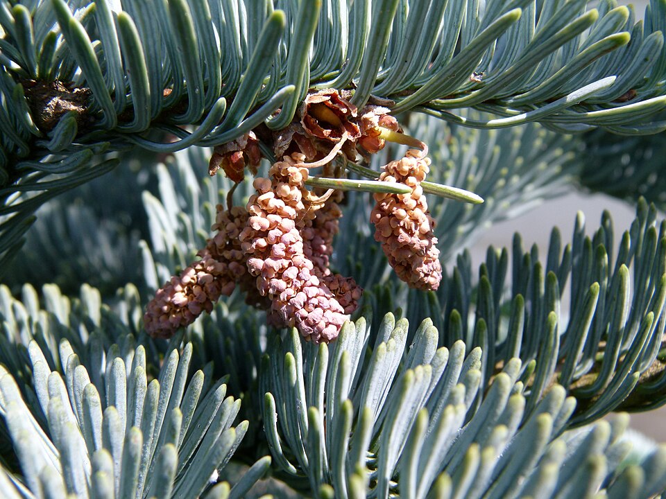 Abies procera 'Glauca' (Blue Noble Fir) (alternate view 5)