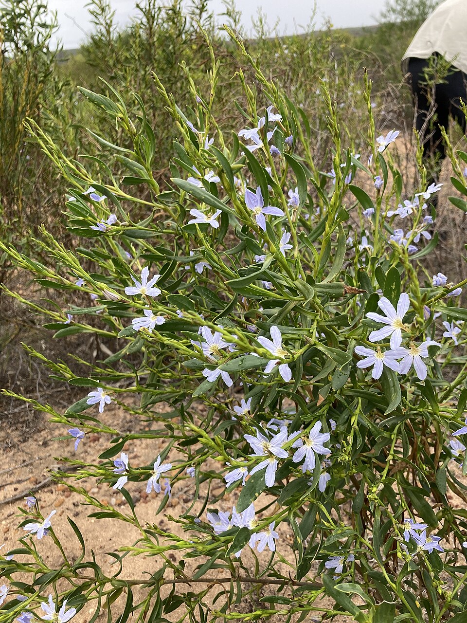 Scaevola (fanflowers) (alternate view 4)