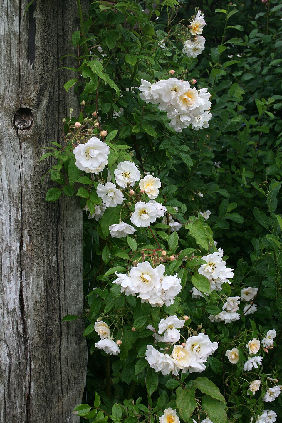 Rosa 'Lykkefund' (Lykkefund Rose) (alternate view 2)