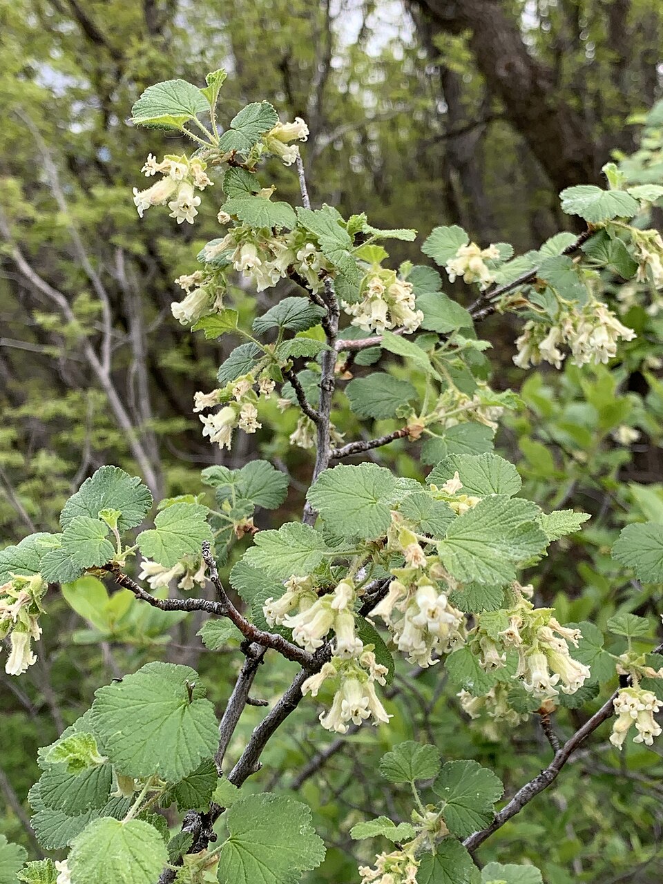 Ribes (currants and gooseberries) (alternate view 6)