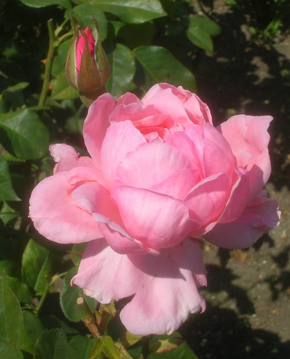 Rosa 'Queen Elizabeth' (Queen Elizabeth Rose)