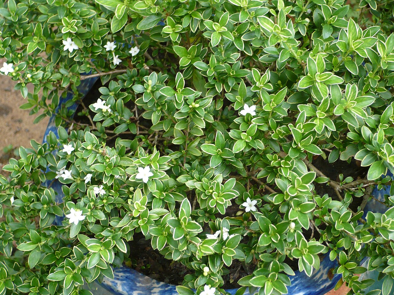 Serissa japonica, Snow rose — mounding evergreen (Rubiaceae) (image 6 of 9)