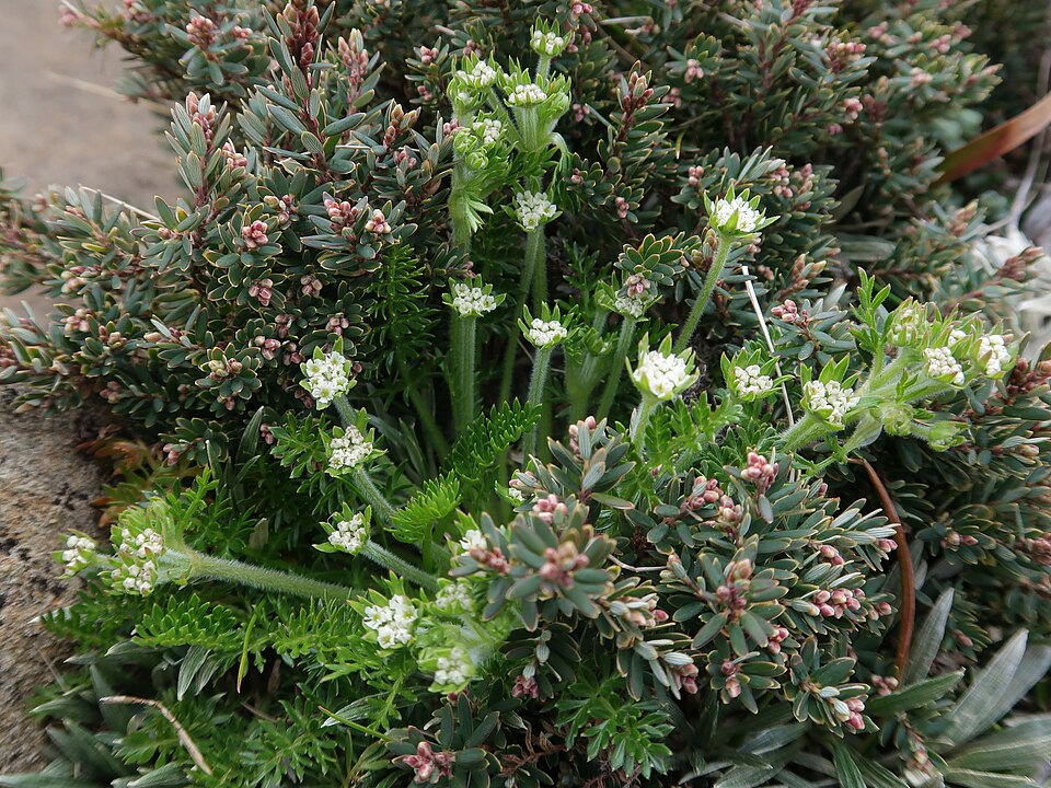 Chaerophyllum (alternate view 7)