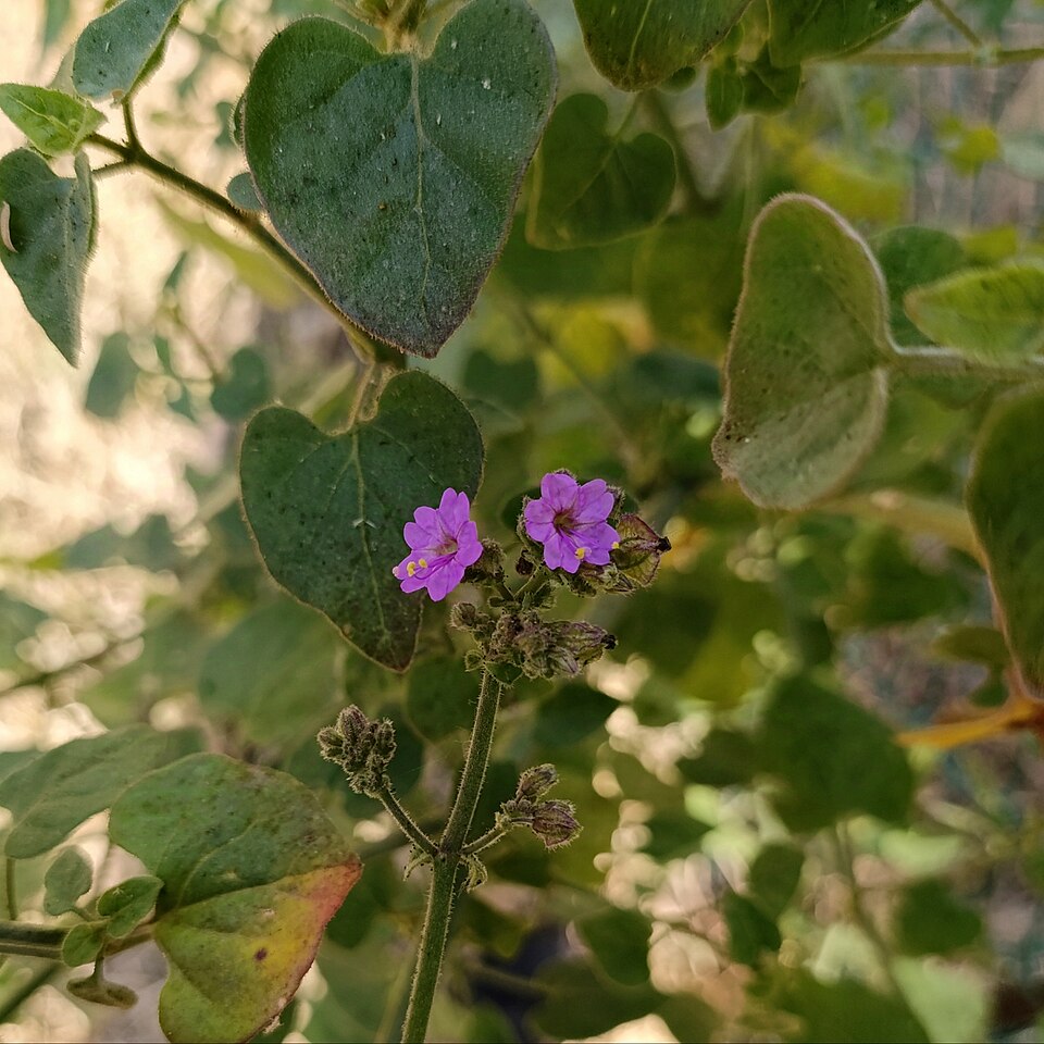 Mirabilis (four o'clocks) (alternate view 7)