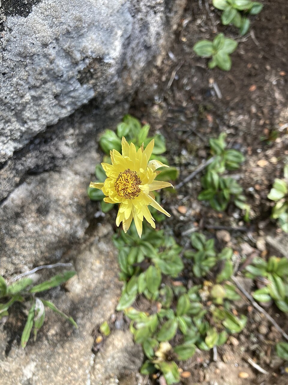 Xerochrysum (alternate view 7)