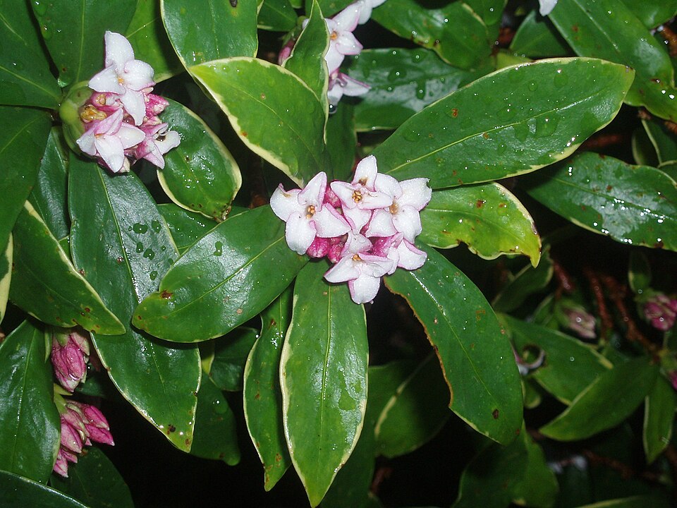 Daphne odora (Winter Daphne) (alternate view 7)