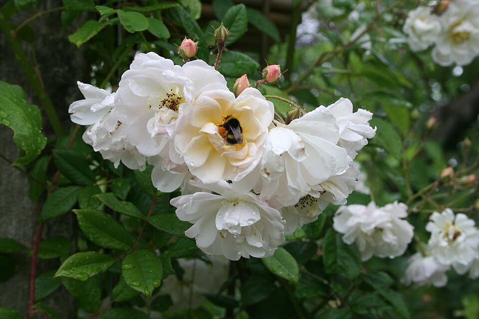 Rosa 'Lykkefund' (Lykkefund Rose) (alternate view 3)