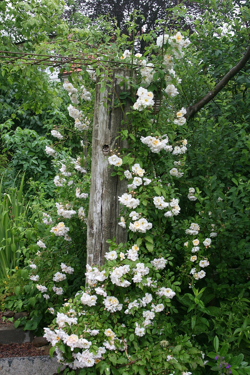 Rosa 'Lykkefund' (Lykkefund Rose) (alternate view 4)