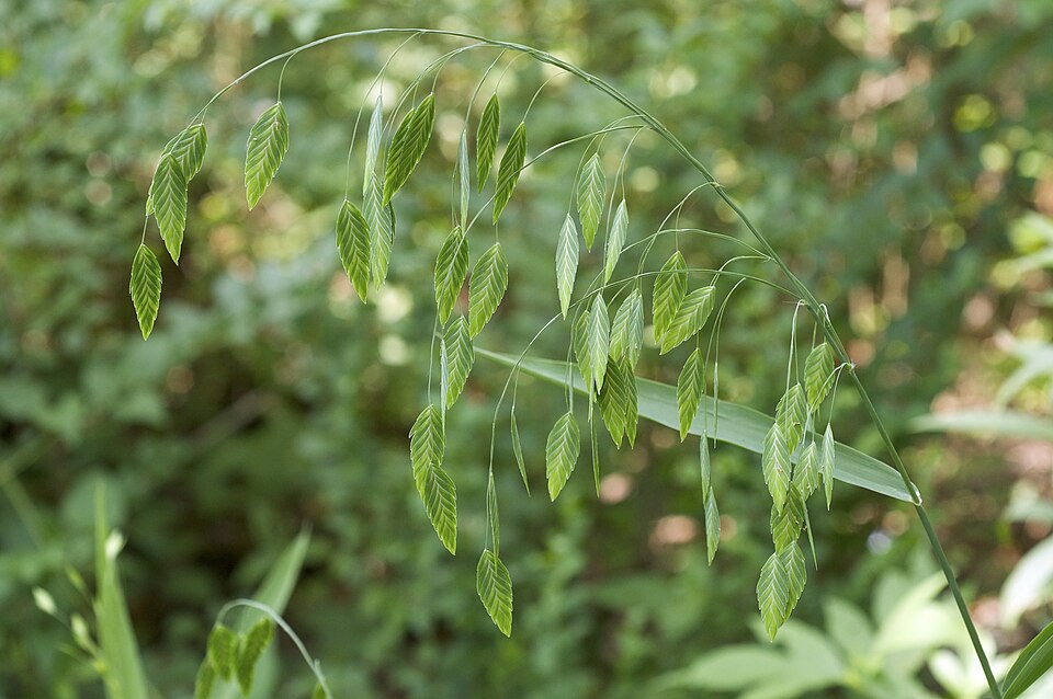 Chasmanthium latifolium (Northern Sea Oats) (alternate view 6)