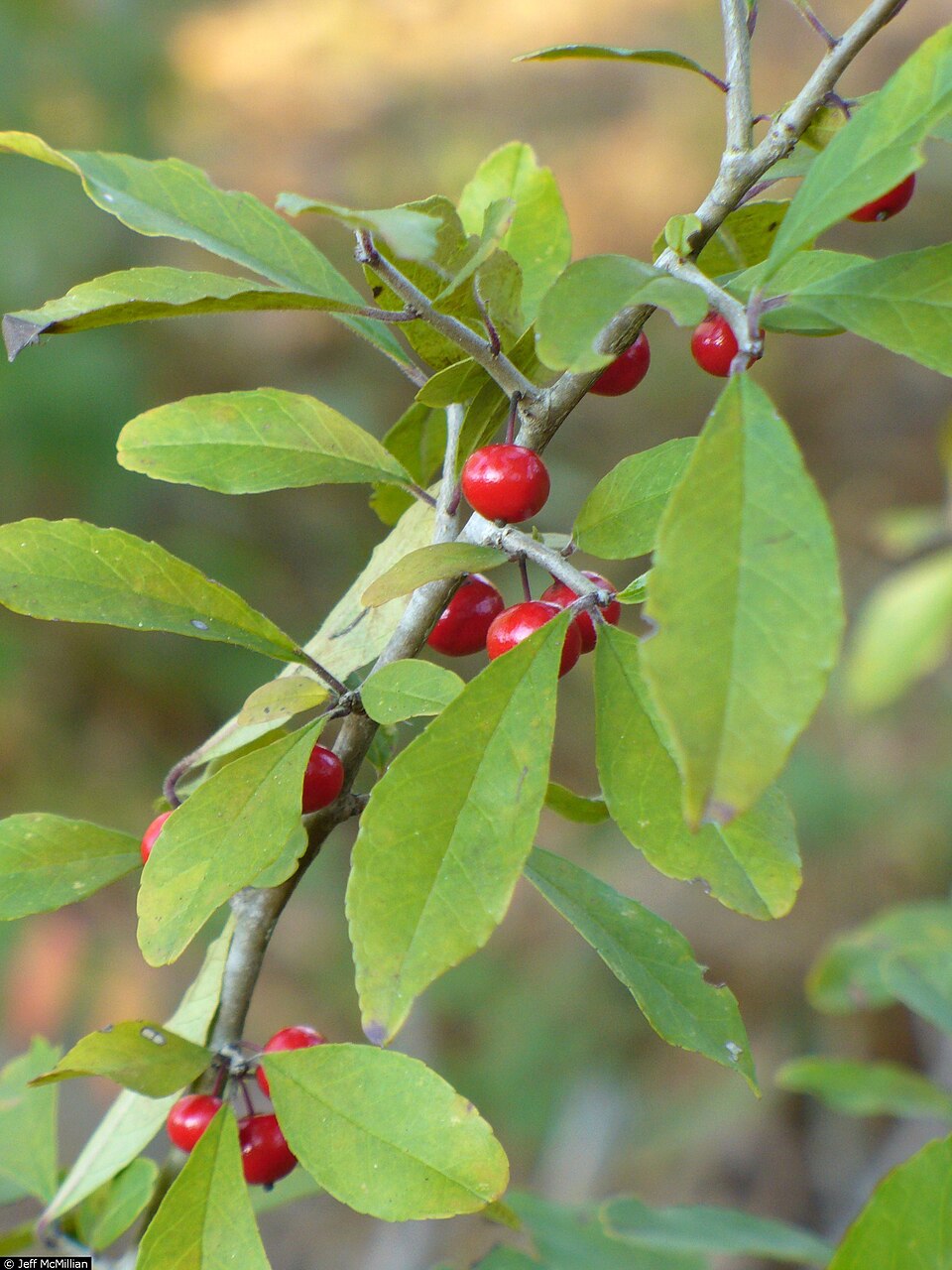 Ilex decidua (possumhaw) (alternate view 5)