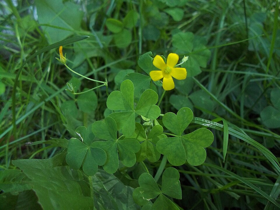 Oxalis stricta (upright yellow woodsorrel)