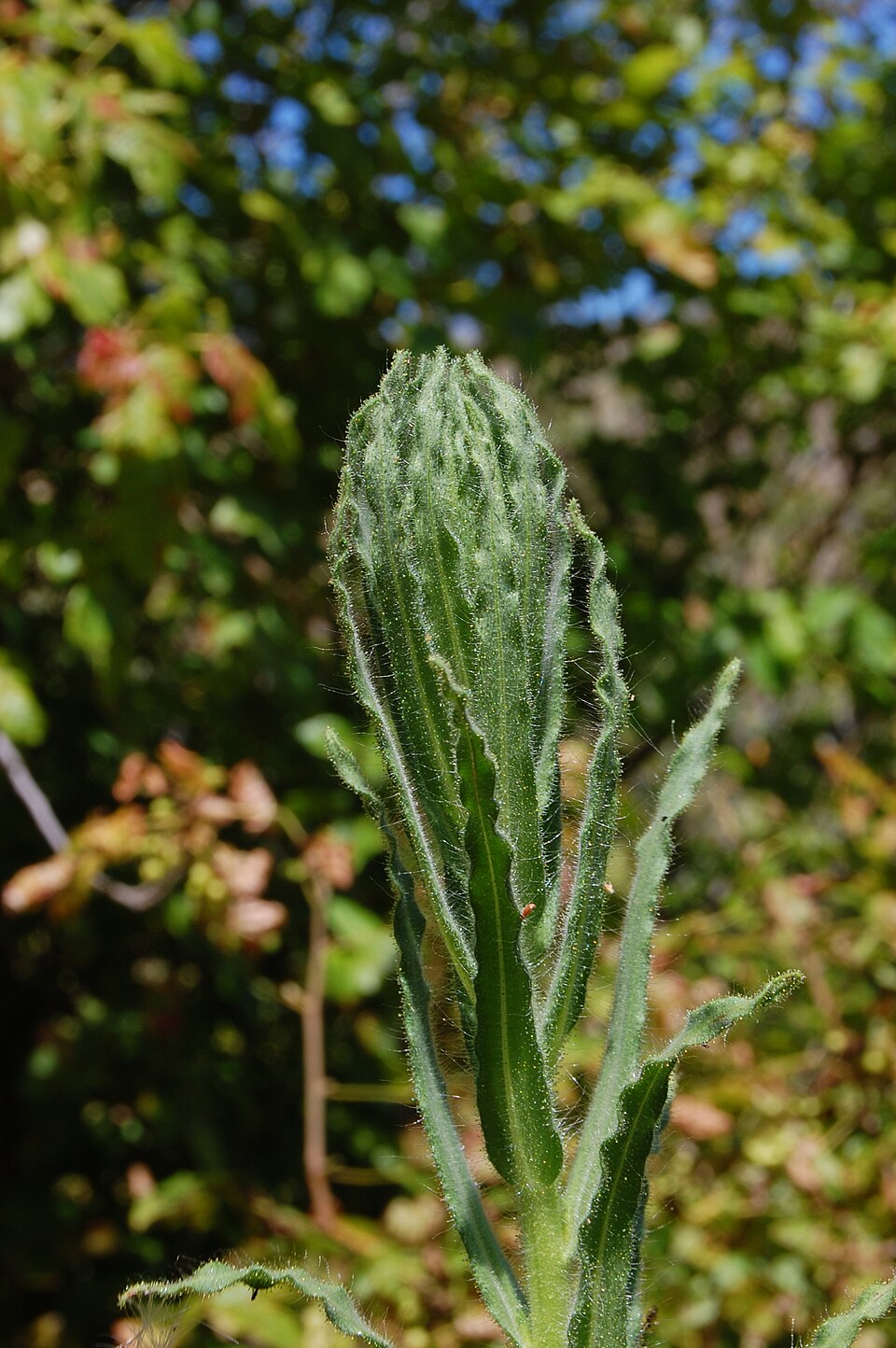 Madia gracilis (grassy tarweed) (alternate view 7)