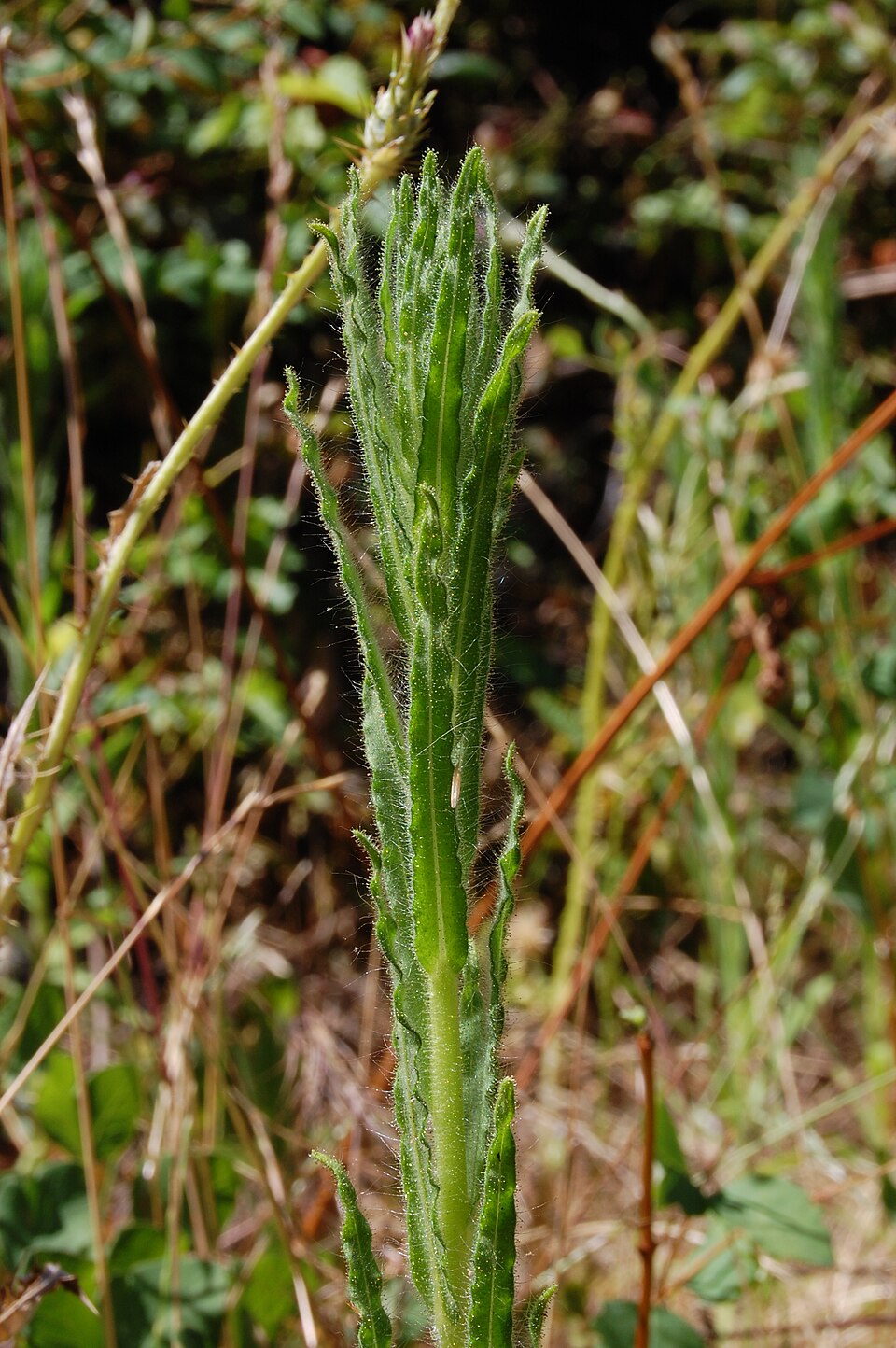 Madia gracilis (grassy tarweed) (alternate view 8)